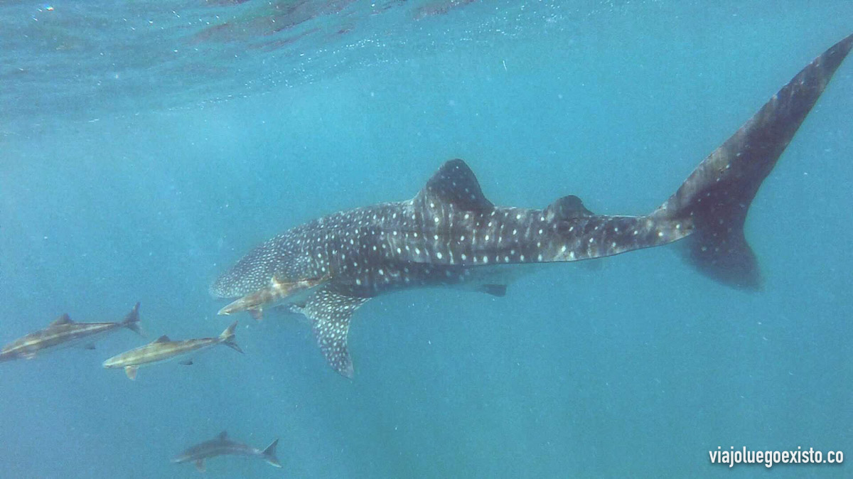  El majestuoso tiburón ballena, ¿no te parece hermoso? 