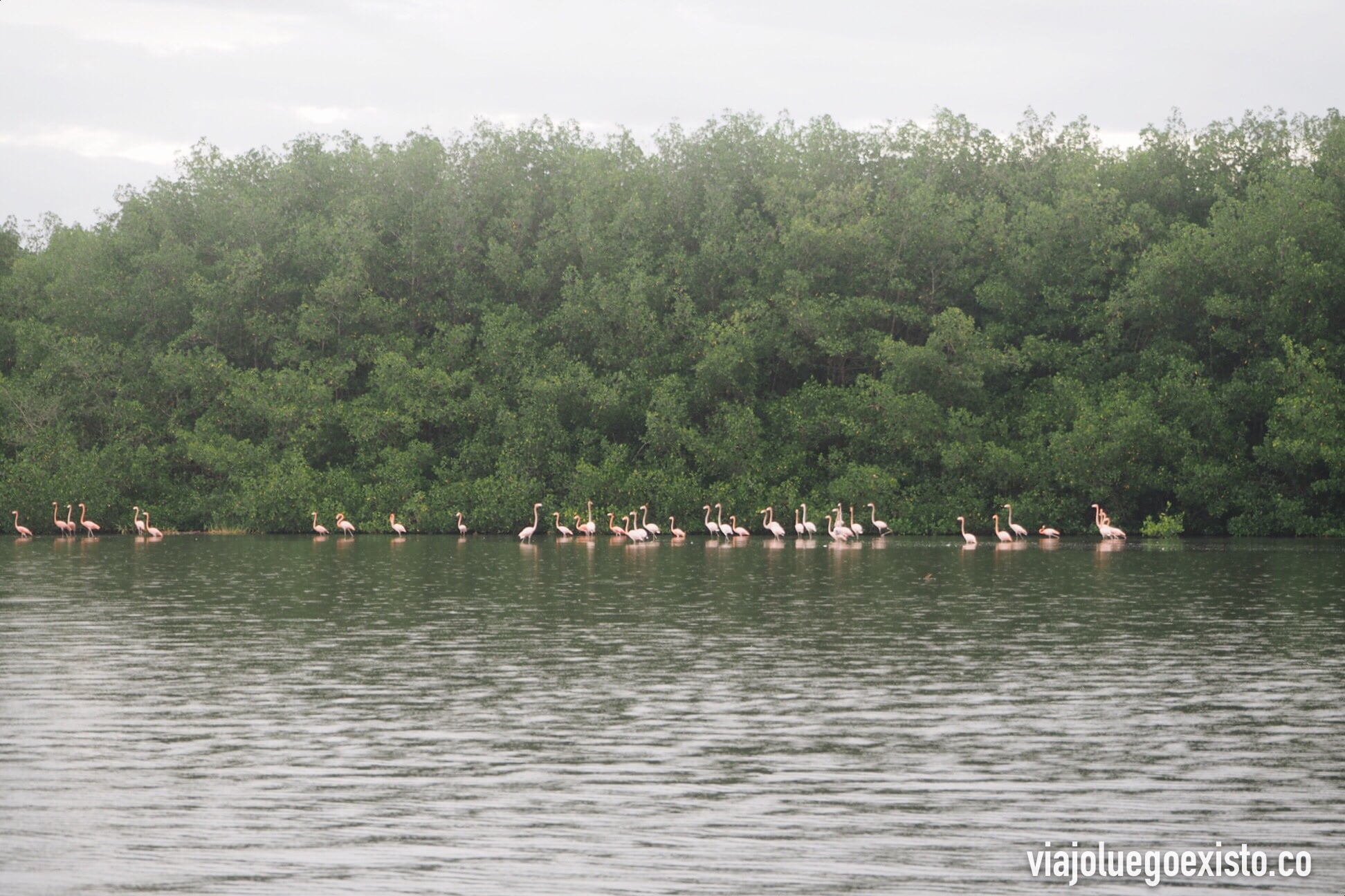  Grupo de flamencos. &nbsp; 