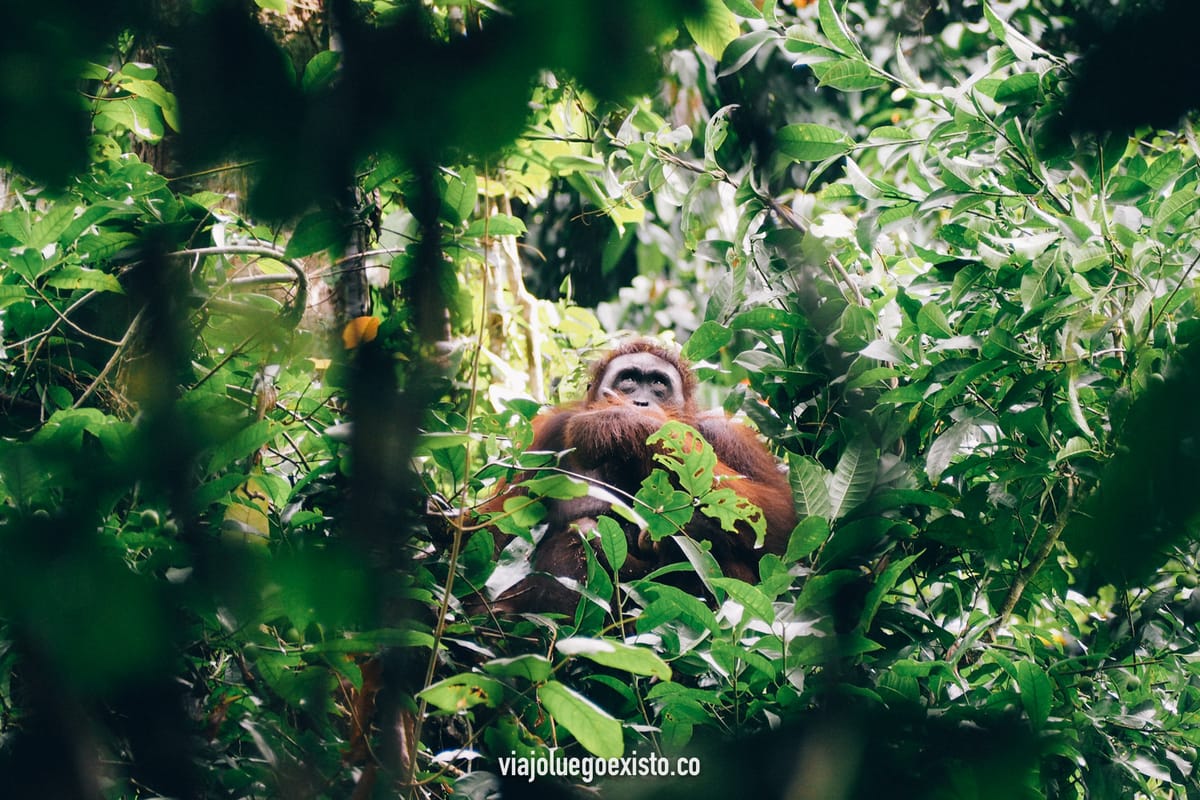 Orangutanes en Borneo: Sepilok Orangutan Rehabilitation Centre