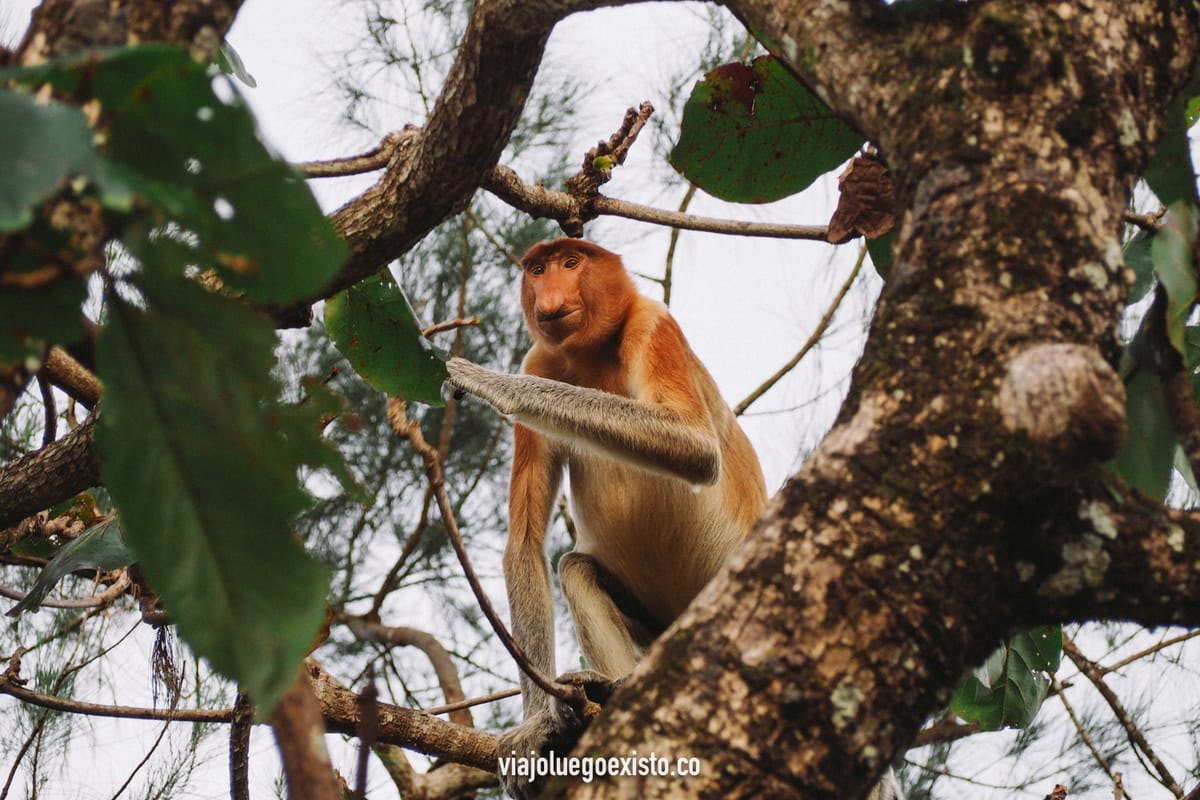Senderismo en el Parque Nacional Bako entre monos narigudos, playas y selva