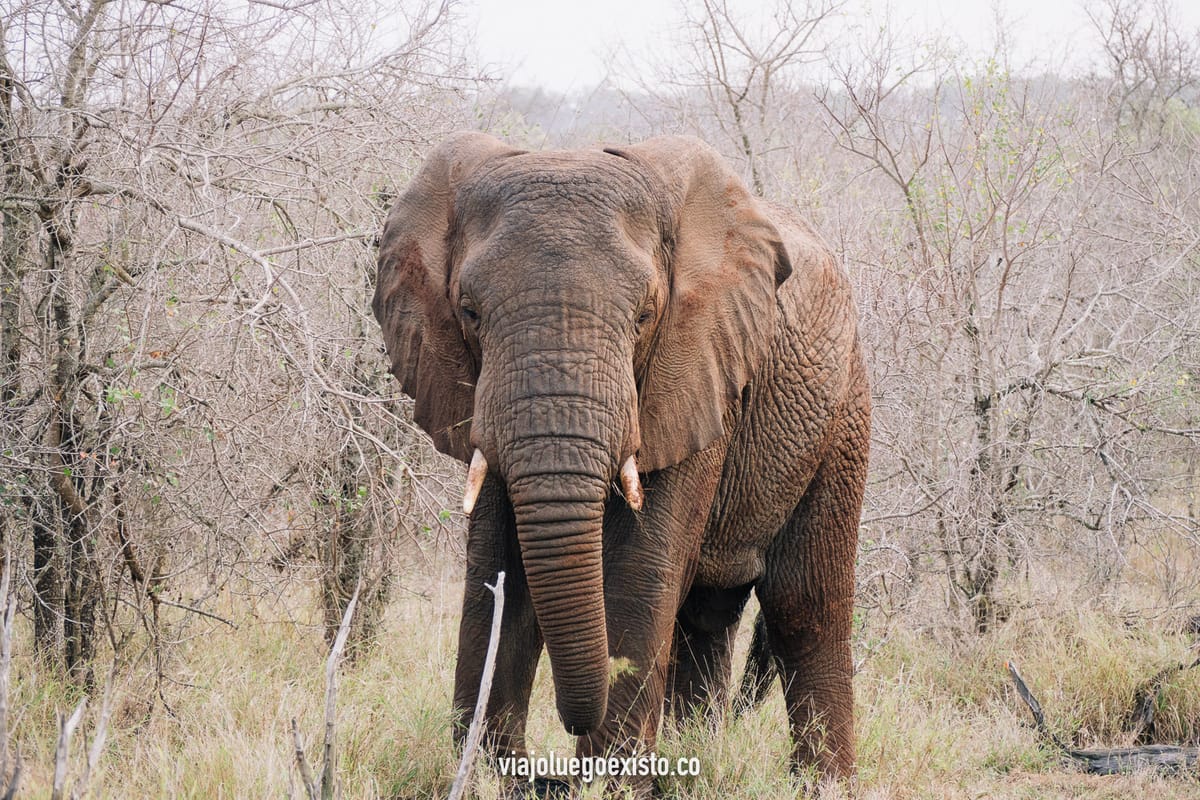 Hlane Royal National Park, los mejores safaris de Suazilandia