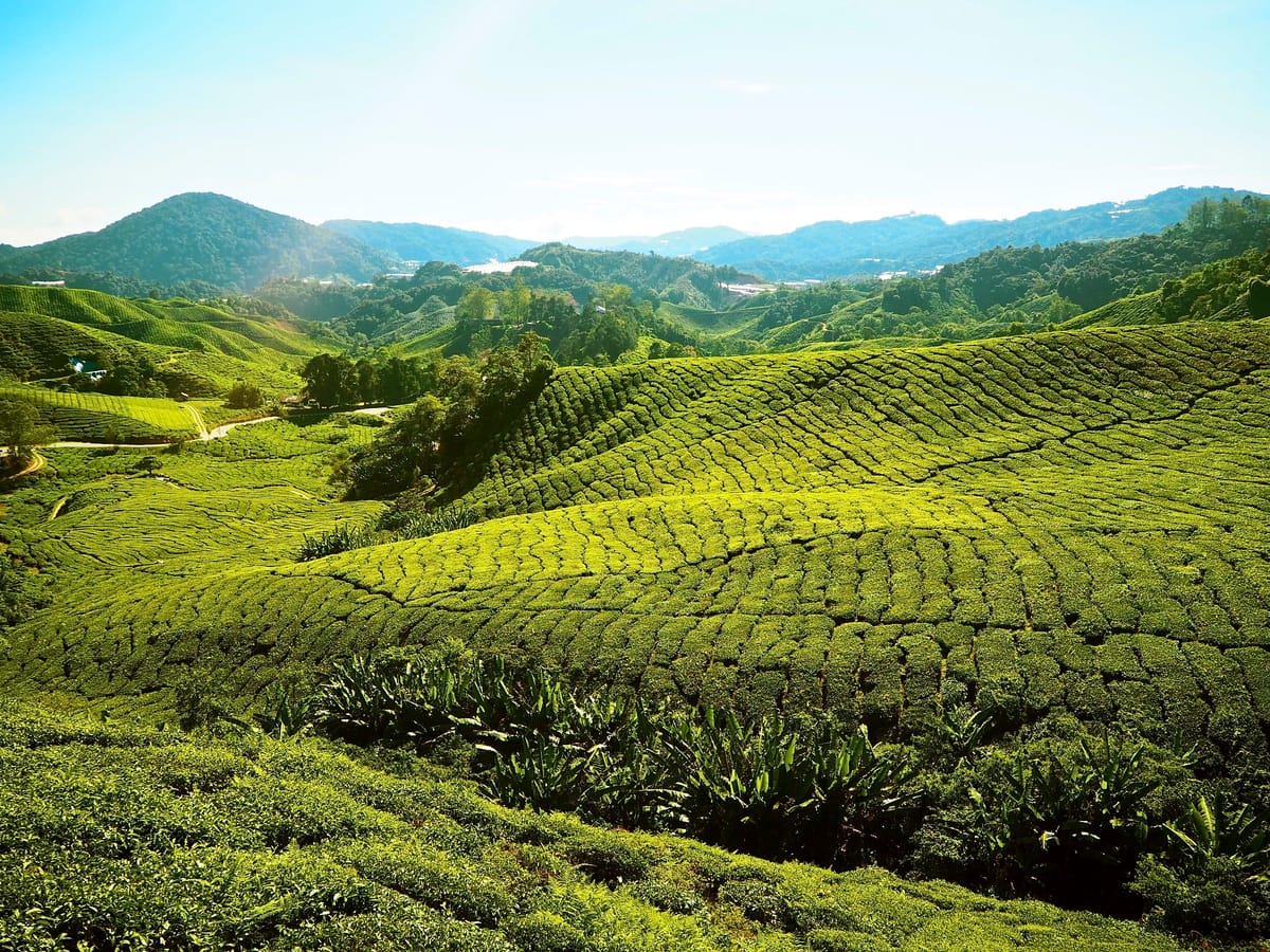 Cameron Highlands, tierra de tés