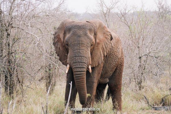 Hlane Royal National Park, los mejores safaris de Suazilandia