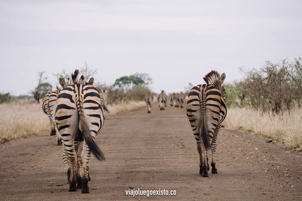 Parque Kruger: cómo hacer un safari en Sudáfrica por tu cuenta y barato