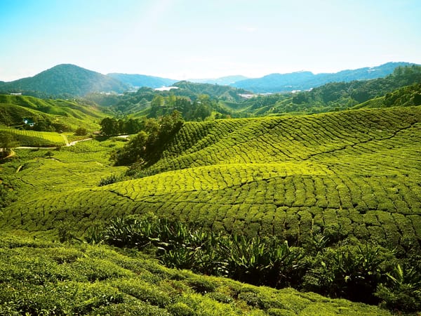 Cameron Highlands, tierra de tés